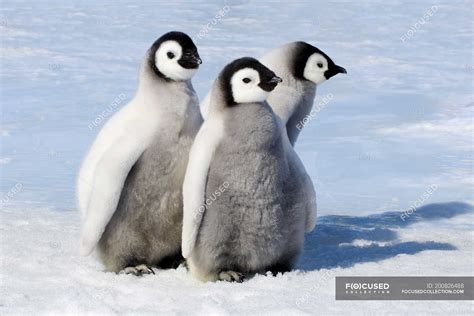 Fluffy emperor penguin chicks on snow of Snow Hill Island, Weddell Sea ...