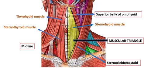 Anterior Triangle of Neck – Submental and Muscular Triangles – Anatomy QA