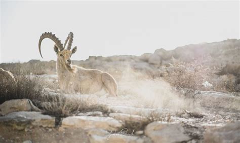 The Wildlife of the Friendly Negev Desert - Photo Travel