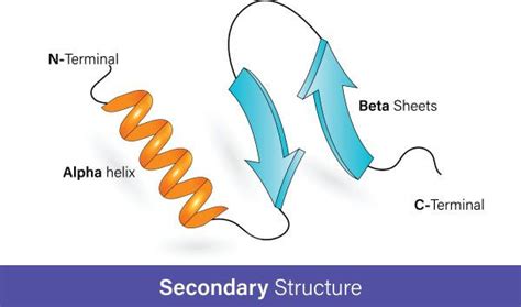 Protein Structure | Biology Dictionary