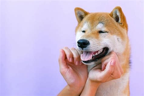 Smile! Know how to teach your dog to smile in 6 easy steps