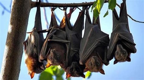 Sacred Bats found in Kwahu cave - YouTube