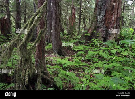 USA Alaska Alexander-archipelago Mitkof Iceland forest trees lichens ...