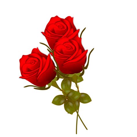 red rose flowers realistic set with different colors and shapes ...