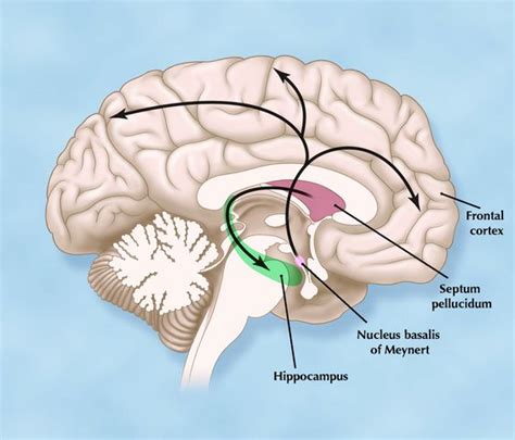 Septum pellucidum (przegroda przeźroczysta) | Anatomic terms ...