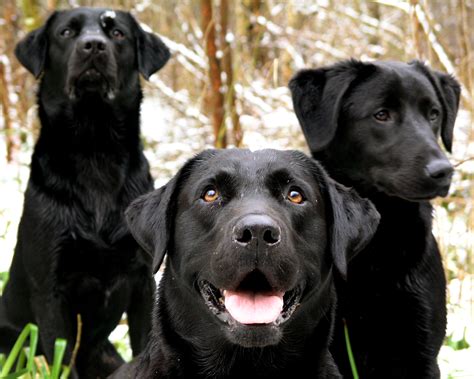 File:Black Labrador Retrievers portrait.jpg