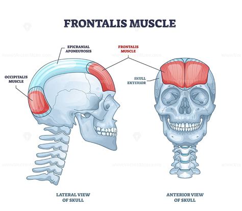 Frontalis muscle with human head facial muscular system outline diagram ...