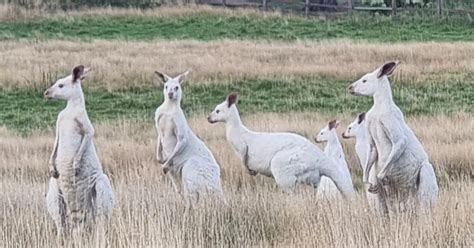 Group of rare White Kangaroos spotted in Australia, pictures go viral