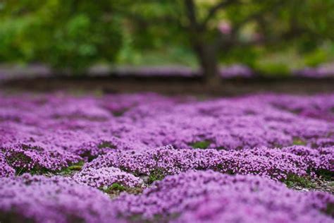 10 Edible Ground Cover Plants for Backyards and Gardens