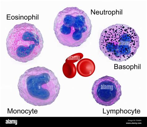 Monocytes And Lymphocytes