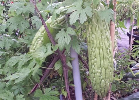 Asian Long Bitter Melon - Pinyin, Pare, Paakharkaai, Karela - 6 Seeds ...