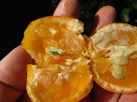 Calamondin facts and health benefits