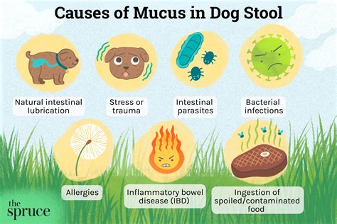 What Does Mucus In My Dogs Stool Mean