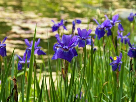 Pond Plants - Eight Beautiful Plants For Garden Ponds