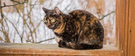 Tortitude: understanding your tortoiseshell cat | TrustedHousesitters.com