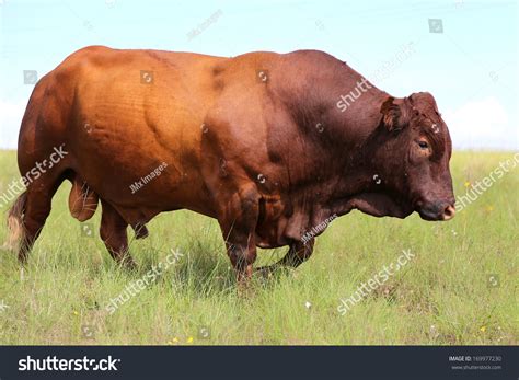 Bonsmara Cattle Field South Africa Foto de stock 169977230 | Shutterstock