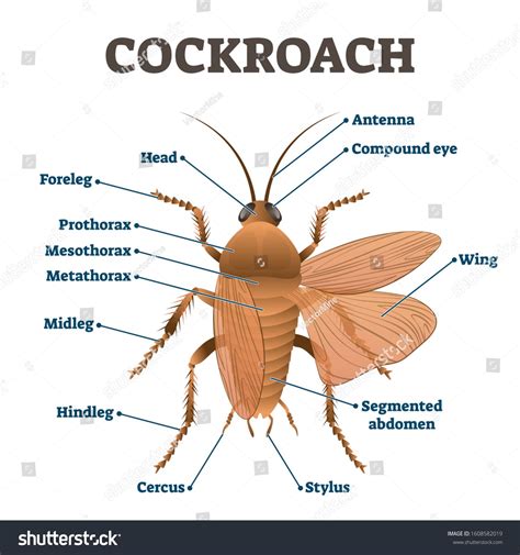 Cockroach vector illustration. Labeled educational body structure ...