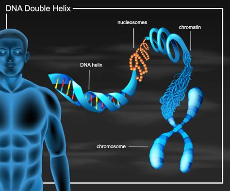 Green Screen Dna Double Helix Structure Animation Dna