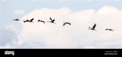 Common Crane in Flight Stock Photo - Alamy