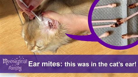 How Do You Know If Your Dog Has Ear Mites