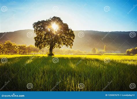 Sunrise With Tree Silhouette Stock Image | CartoonDealer.com #24236641