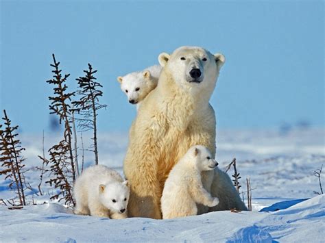 Baby polar bear cubs in Canada captured with pictures – New York Daily News