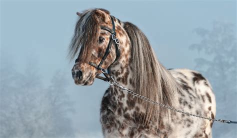 19 Appaloosa Horse Facts You Didn't Know - Helpful Horse Hints