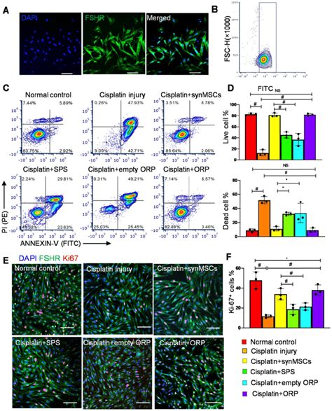 Regenerative effects of ORP in vitro. (A) Representative... | Download ...