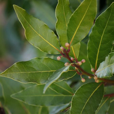 Steep This! Health Benefits of Bay Leaf Rural Mom