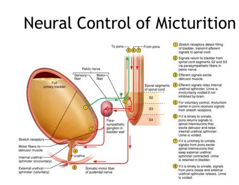 My notes: Its How I graduated Medical School.: Neurogenic Bladder: UMN ...