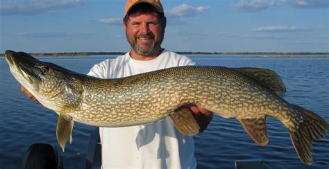 How to catch more fish by understanding nature's brutal predator-prey ...