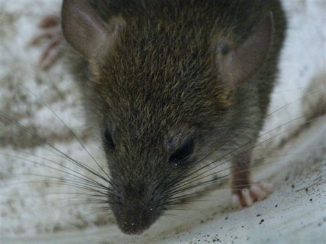 Israeli Scientists Use Whiskers on Humans for Breakthrough - Algemeiner.com