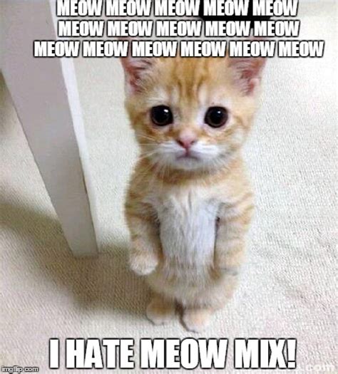 Cute Cat Meme - Imgflip