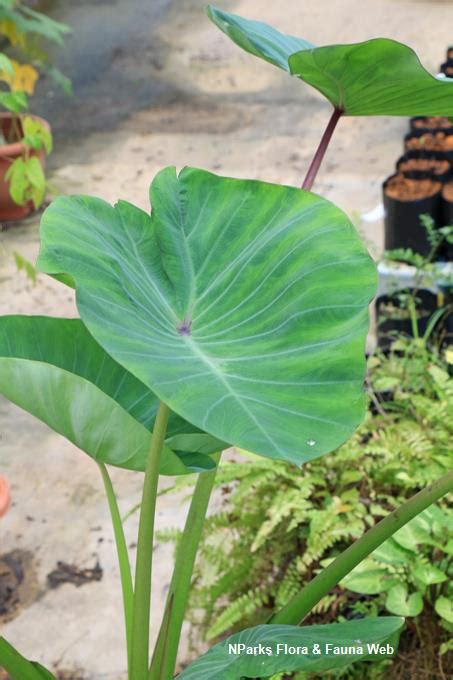 National Parks Board – Colocasia esculenta