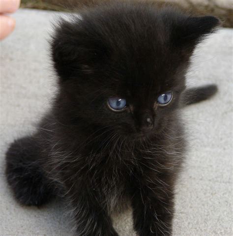 cute black kittens - Kittens Photo (41556714) - Fanpop