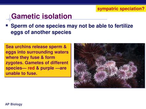 PPT - Speciation PowerPoint Presentation, free download - ID:2647678