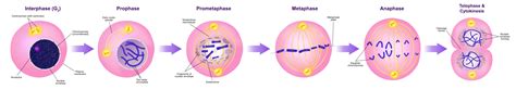 Cell Mitosis Phases Real