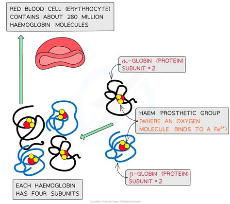 CIE A Level Biology复习笔记2.3.5 Haemoglobin-翰林国际教育