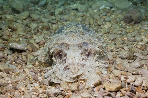 Ocean Camouflage: How the Octopus and Other Creatures Blend In