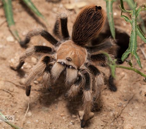 Desert Blonde (Aphonopelma chalcodes) 004 Portrait | Tarantula, Pet ...