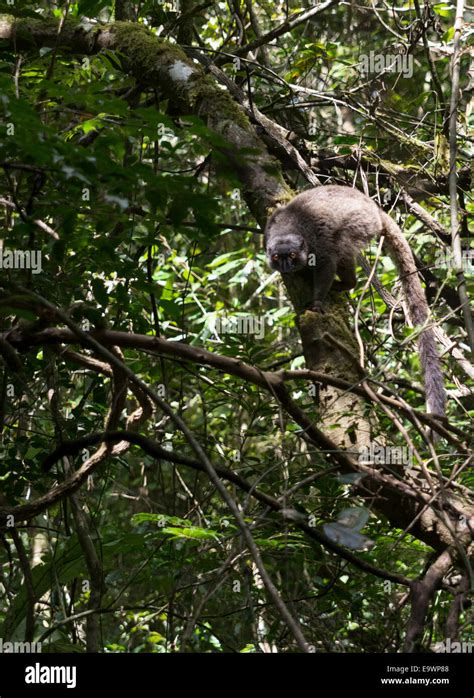 A brown lemur in Madagascar Stock Photo - Alamy