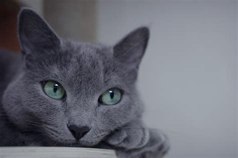 Fun Facts About Russian Blue Cats | ASPCA® Pet Health Insurance