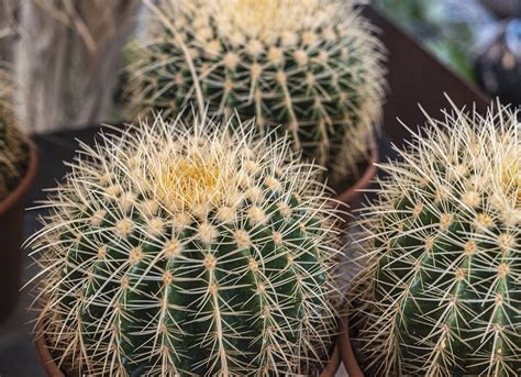 13 Types of Cactus Plants You Can Grow at Home - Bob Vila