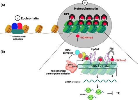 Heterochromatin: More than just an inert dense region | eLife