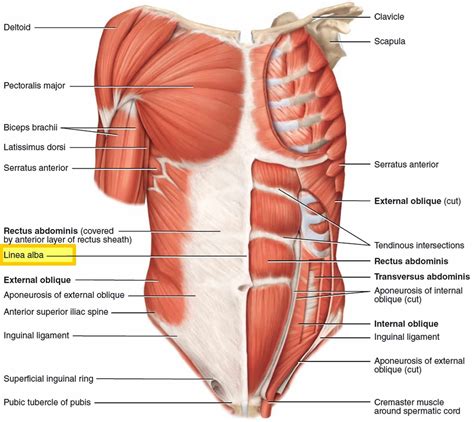 Linea alba, linea alba anatomy & function