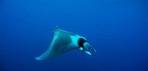 Mobula Japanica, by Joost van Uffelen | Sea fish, Betta, Mammals