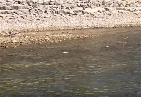 Shad Spawning at Glendo Reservoir is an Amazing Sight! [VIDEO]