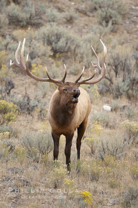 Male elk bugling during the fall rut, Cervus canadensis photo, Mammoth ...