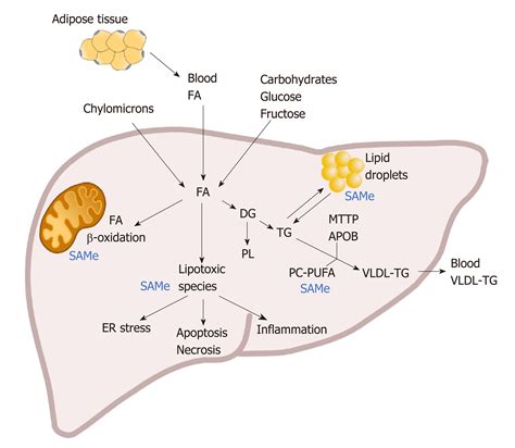 Biomarkers and subtypes of deranged lipid metabolism in non-alcoholic ...