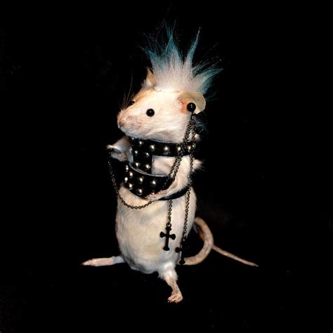 Punk Mouse | Cute rats, Cute little animals, Cute animals